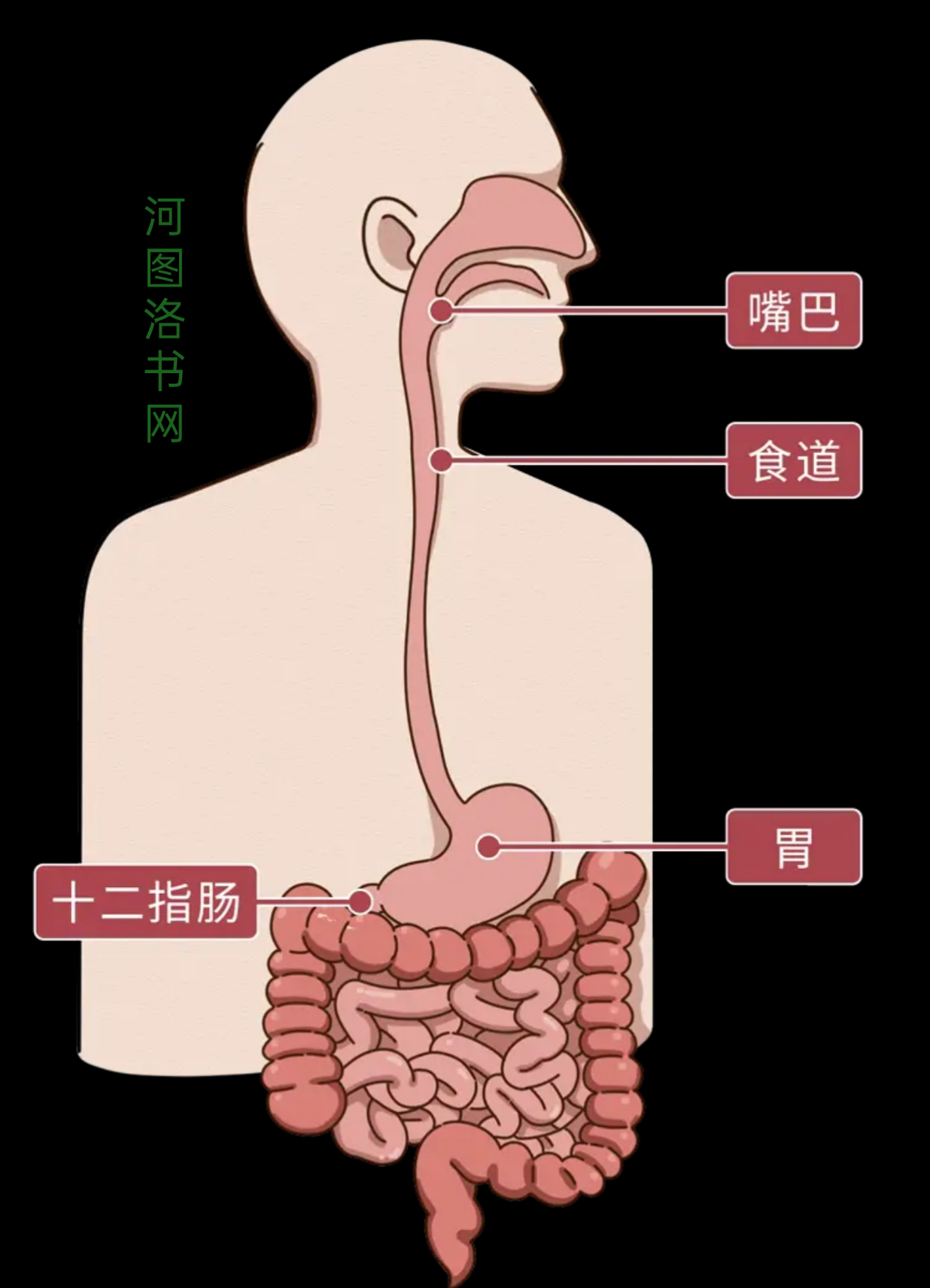 人体消化系统之口腔与食管.png