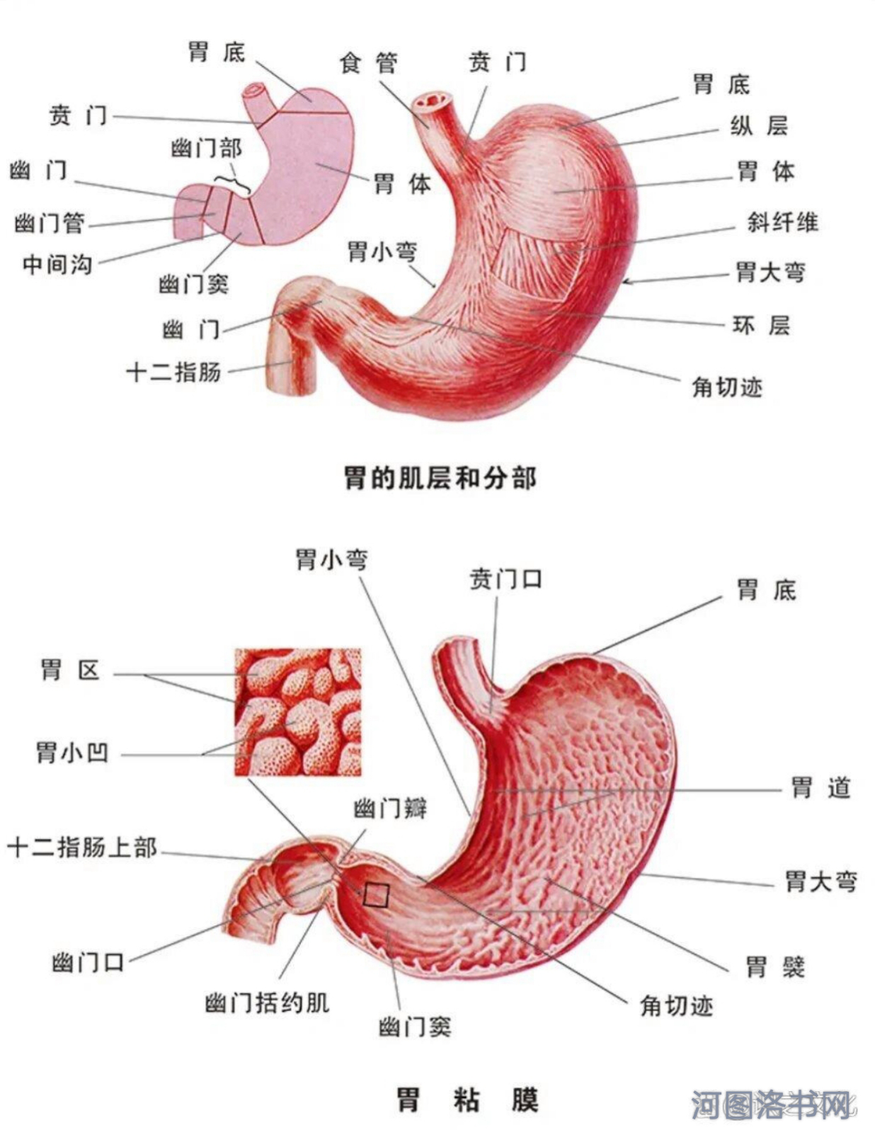 人体消化系统之胃1.png