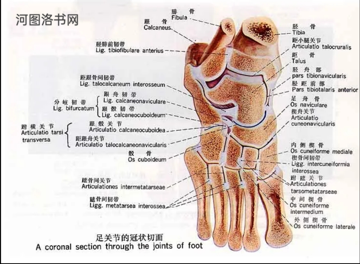 骨的物化特征与表面标志.png