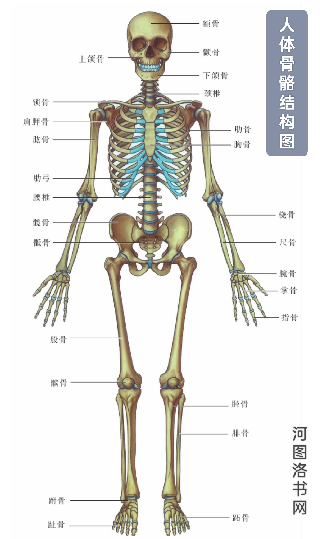 骨的物化特征与表面标志1.png