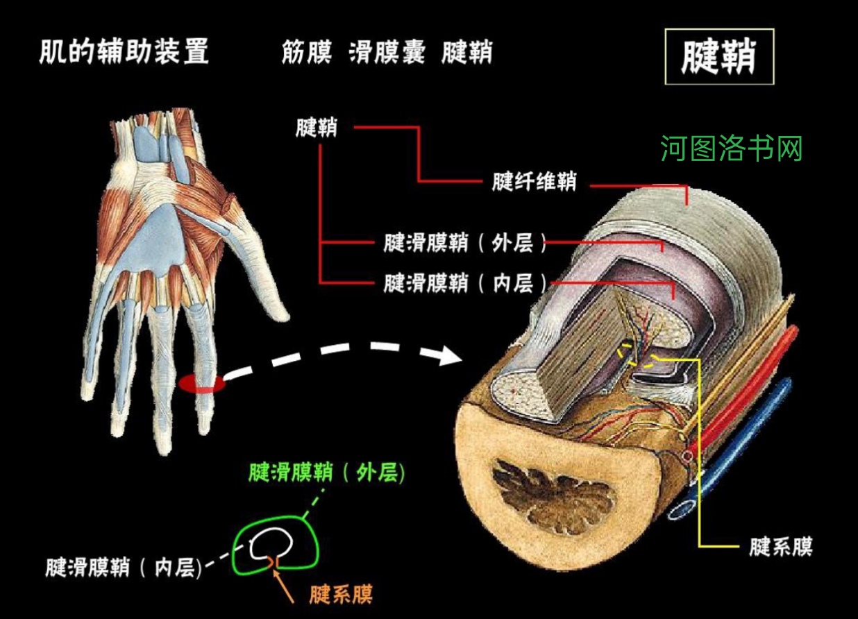 运动系统之腱鞘和滑液囊1.png