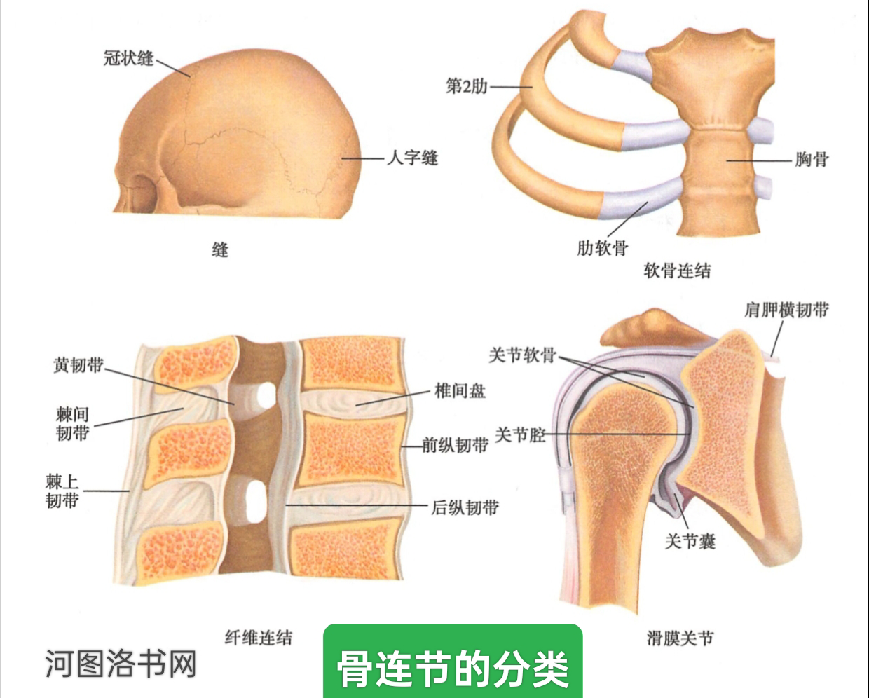 运功系统之骨连接.png