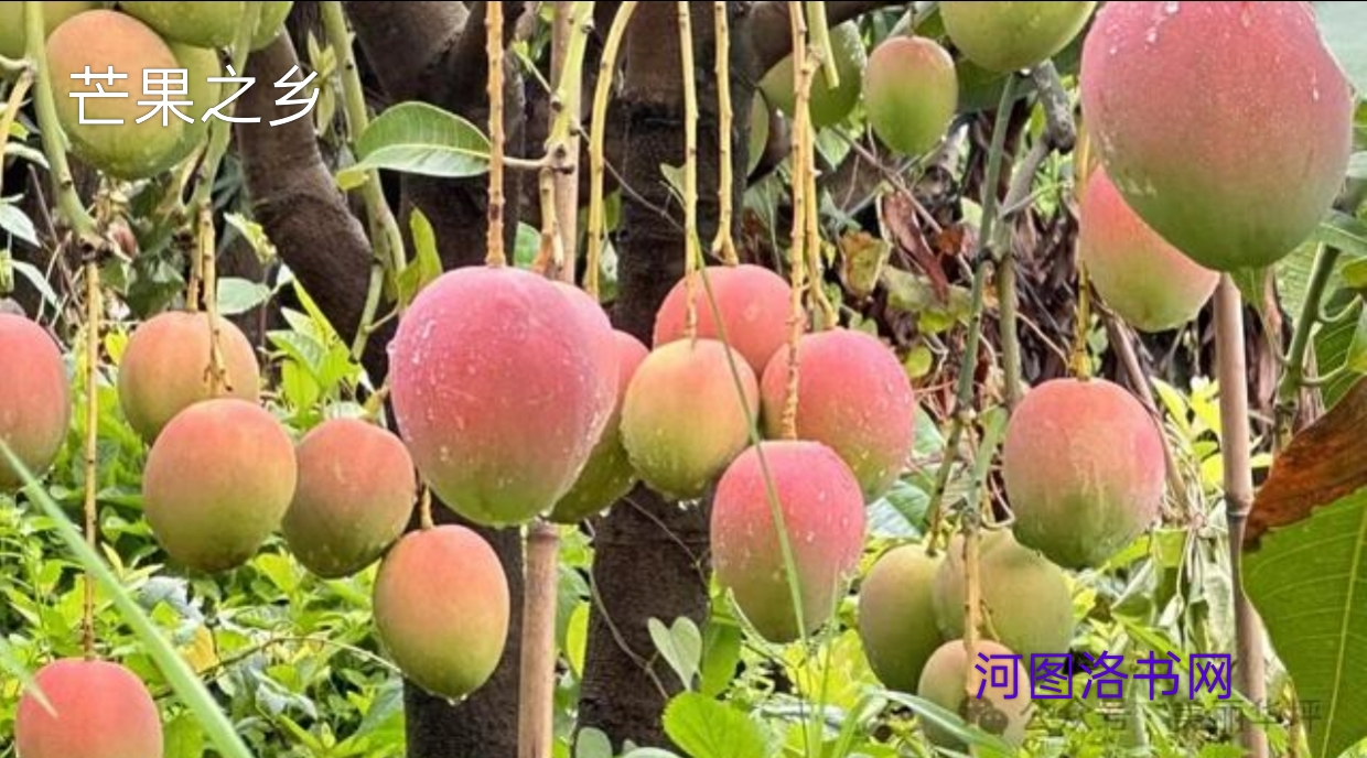 芒果之乡 ——华坪县荣将镇.png