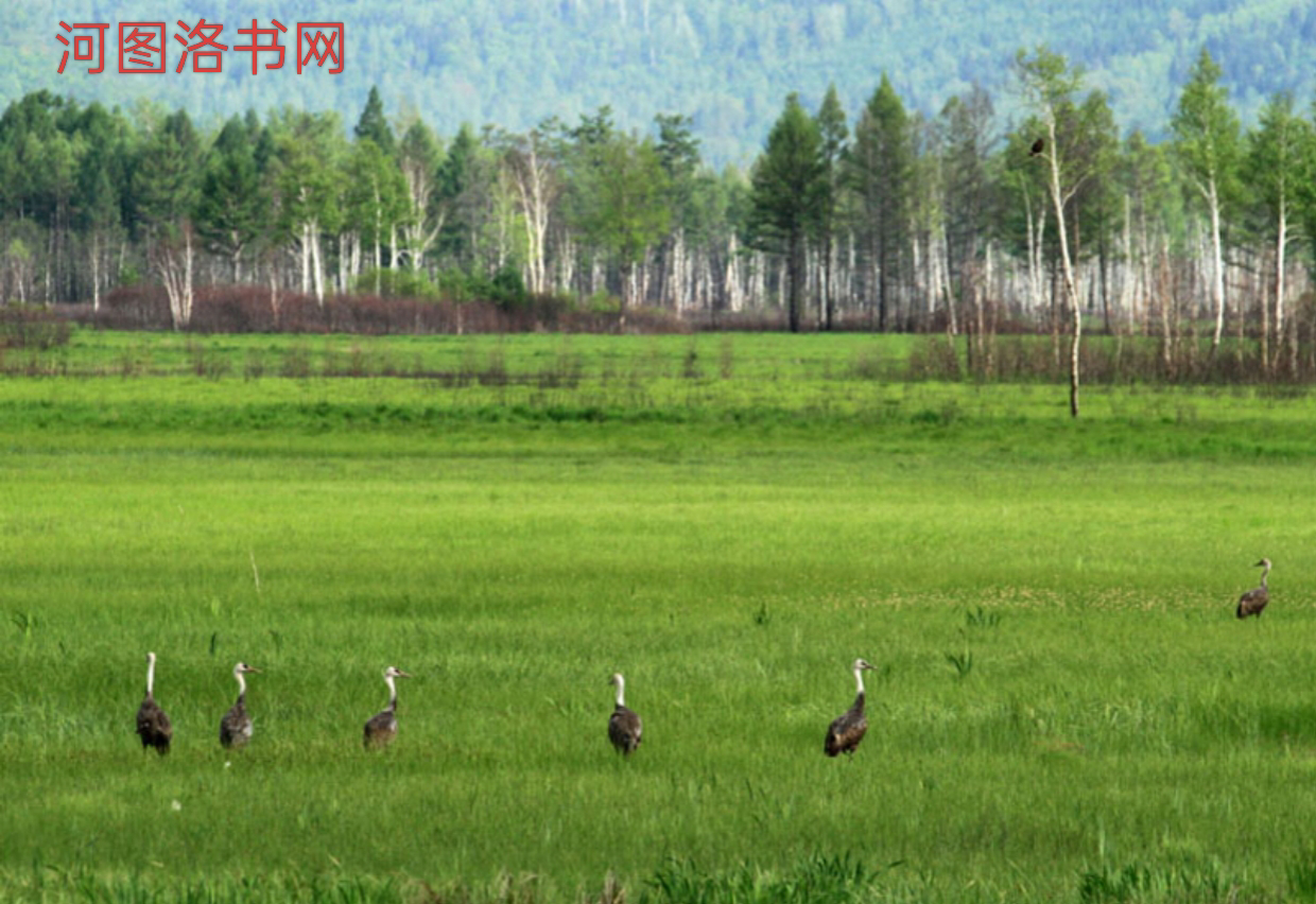 伊春新青白头鹤自然保护区：鹤舞湿地的生态明珠.png