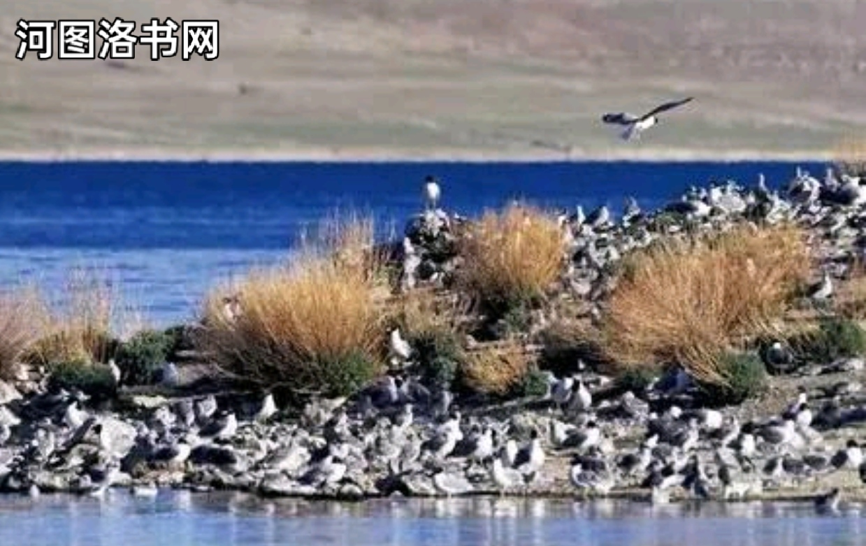 西藏那曲错鄂鸟岛.png