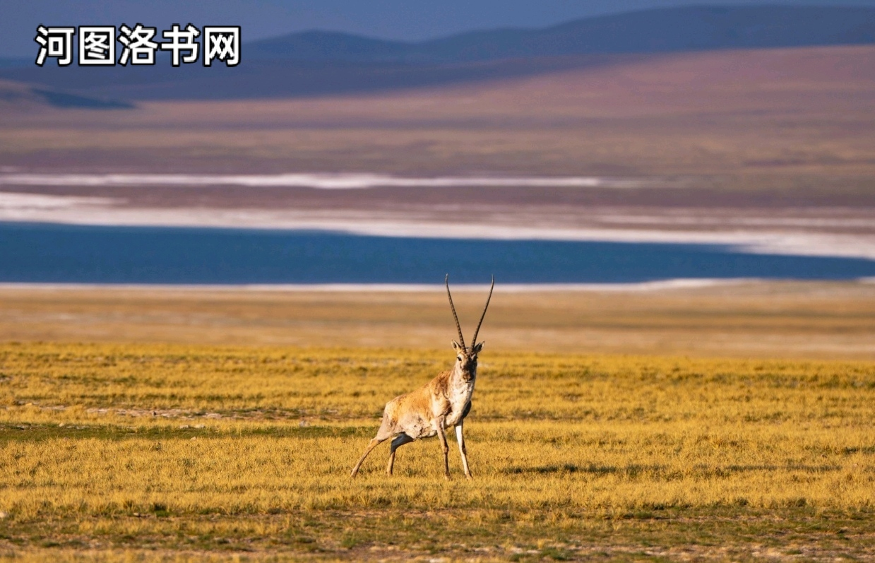 北方的空地：羌塘草原.png