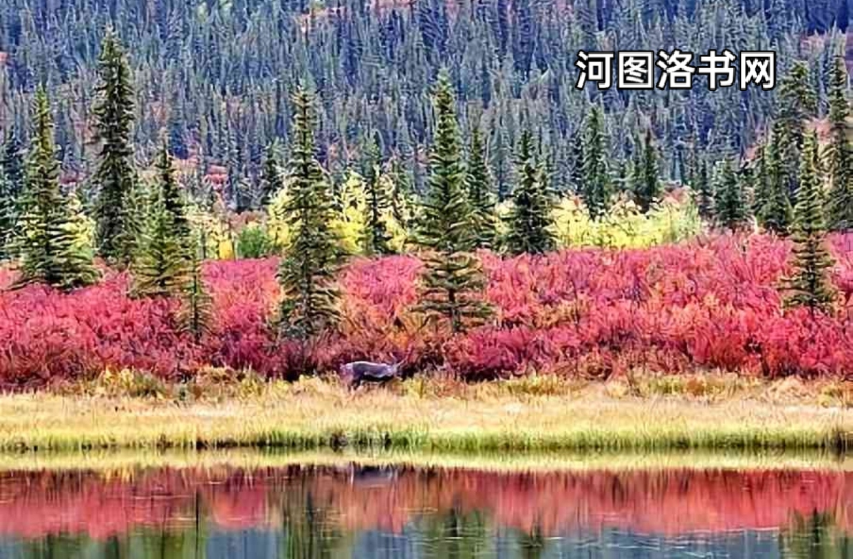 岗云杉林.png