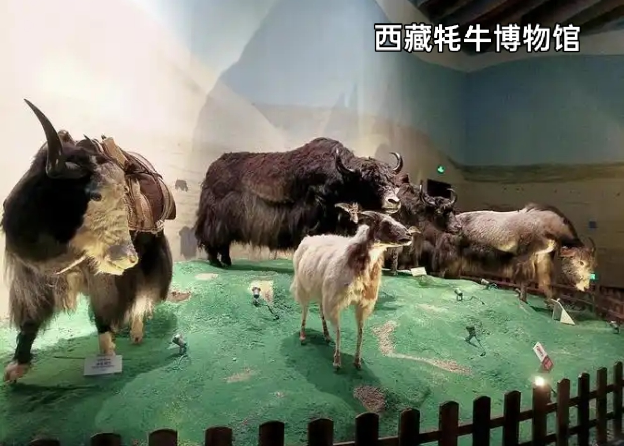 西藏牦牛博物馆.png