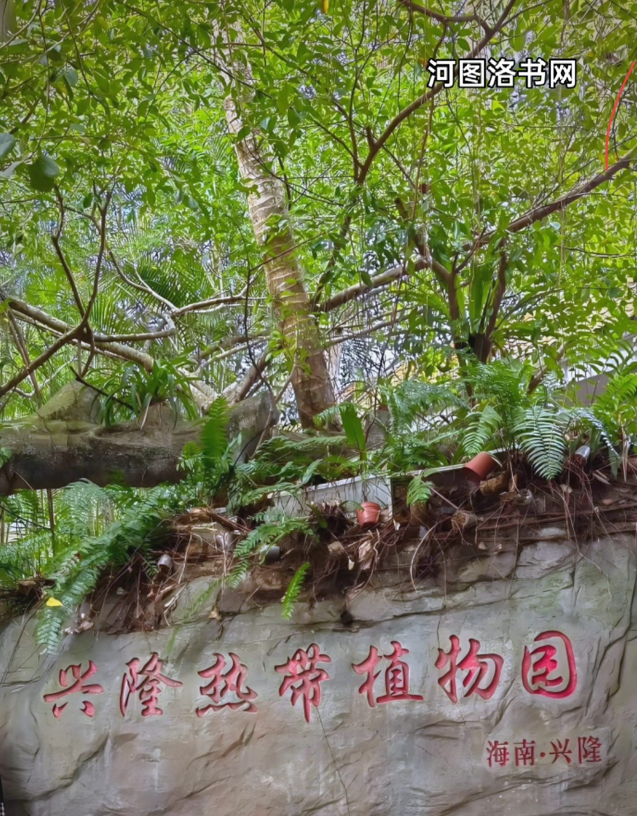 兴隆热带植物园.png